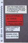 Etiketten zu Propsephus semiplagiatus (NHMW-ZOO-COL-0010139)